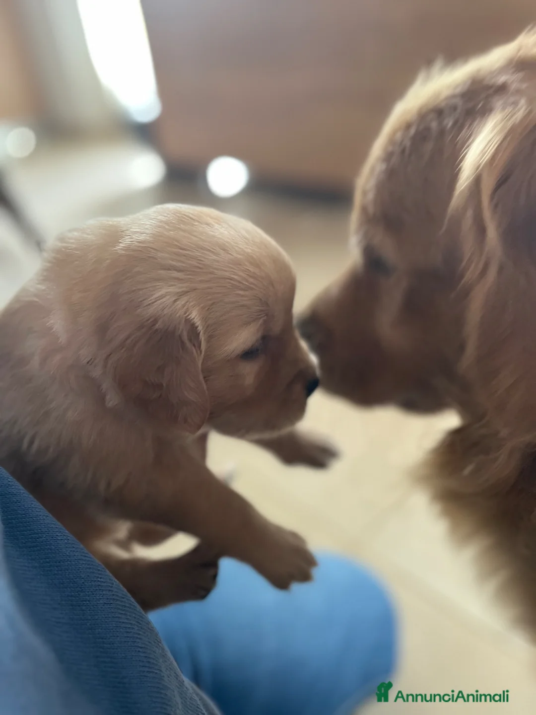 Golden Retriever cani in vendita: Cuccioli Golden Retriver 100% americani - Annuncio 2