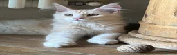 Maine Coon gatti in vendita: Maine Coon  - Annuncio 11