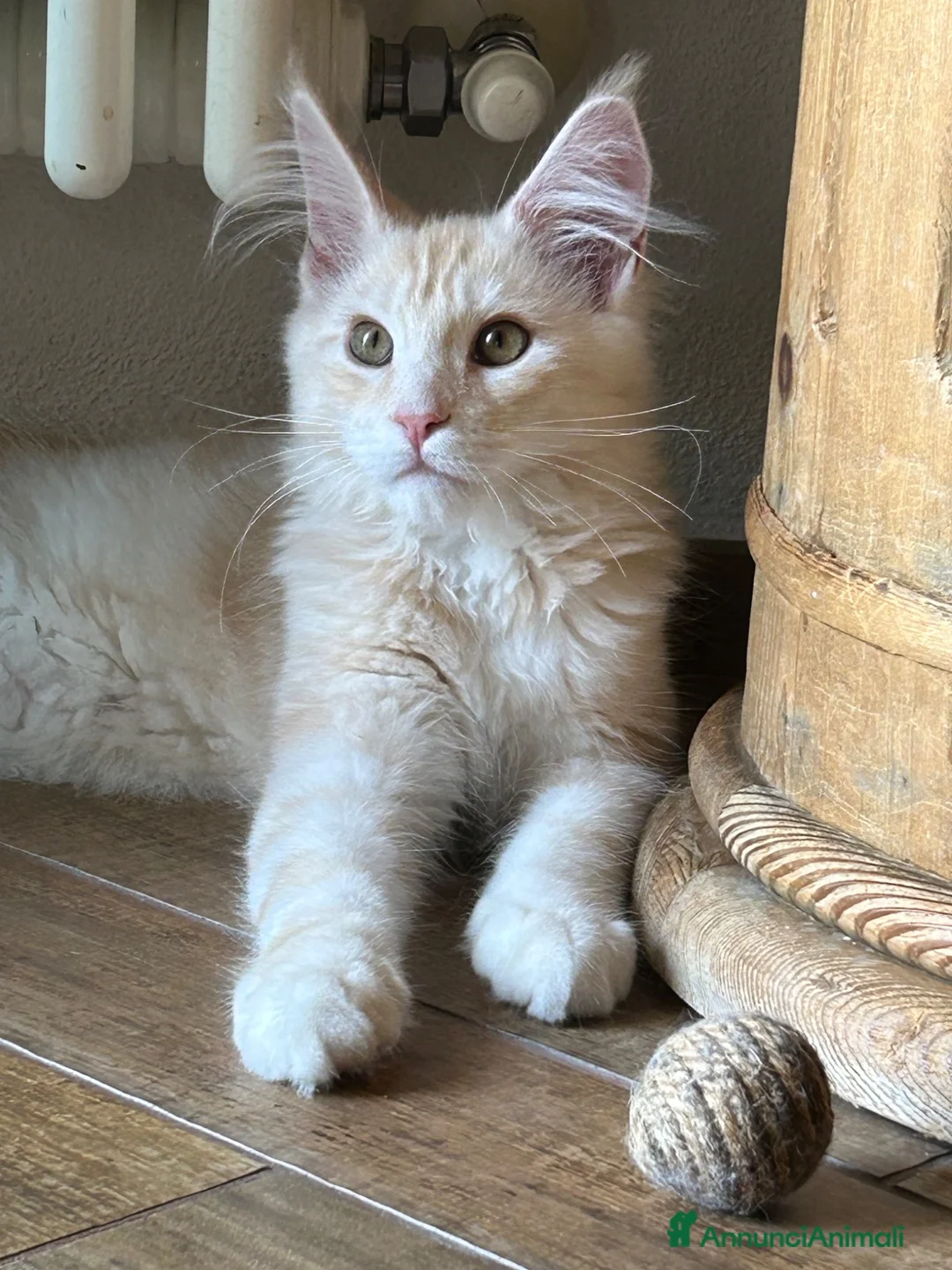 Maine Coon gatti in vendita: Maine Coon  - Annuncio 11