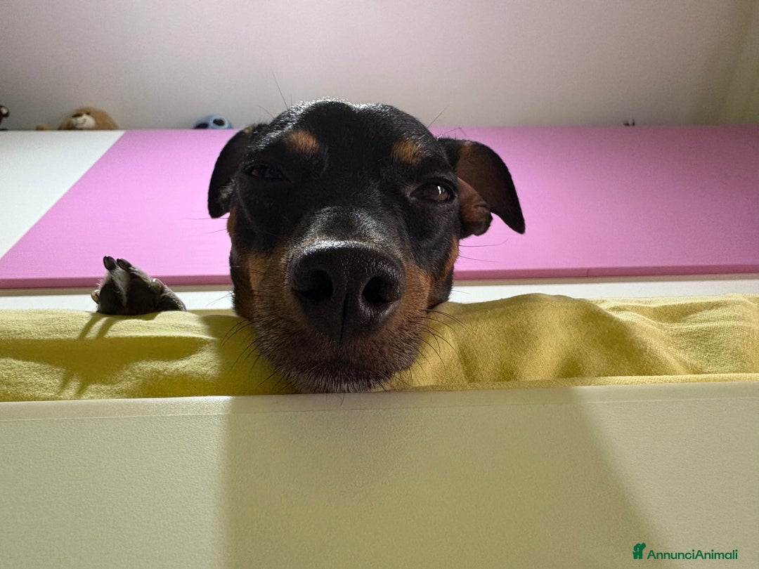 Jack Russell cani per accoppiamento: Charlie cerca fidanzatina !! - Immagine 7