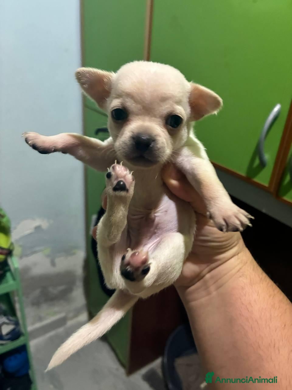 Chihuahua cani 4 chihuhua cuccioli maschi - Annuncio 34