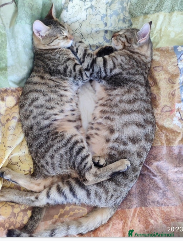 Europeo gatti 2micini tigrati grigi 6mesi SOS CASA SUD - Annuncio 7