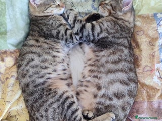 Europeo gatti 2micini tigrati grigi 6mesi SOS CASA SUD - Annuncio 12