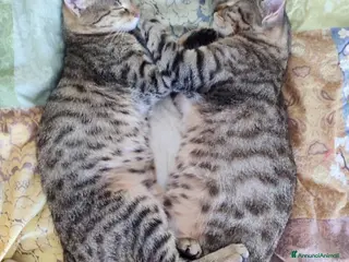 Europeo gatti 2micini tigrati grigi 6mesi SOS CASA SUD - Annuncio 15