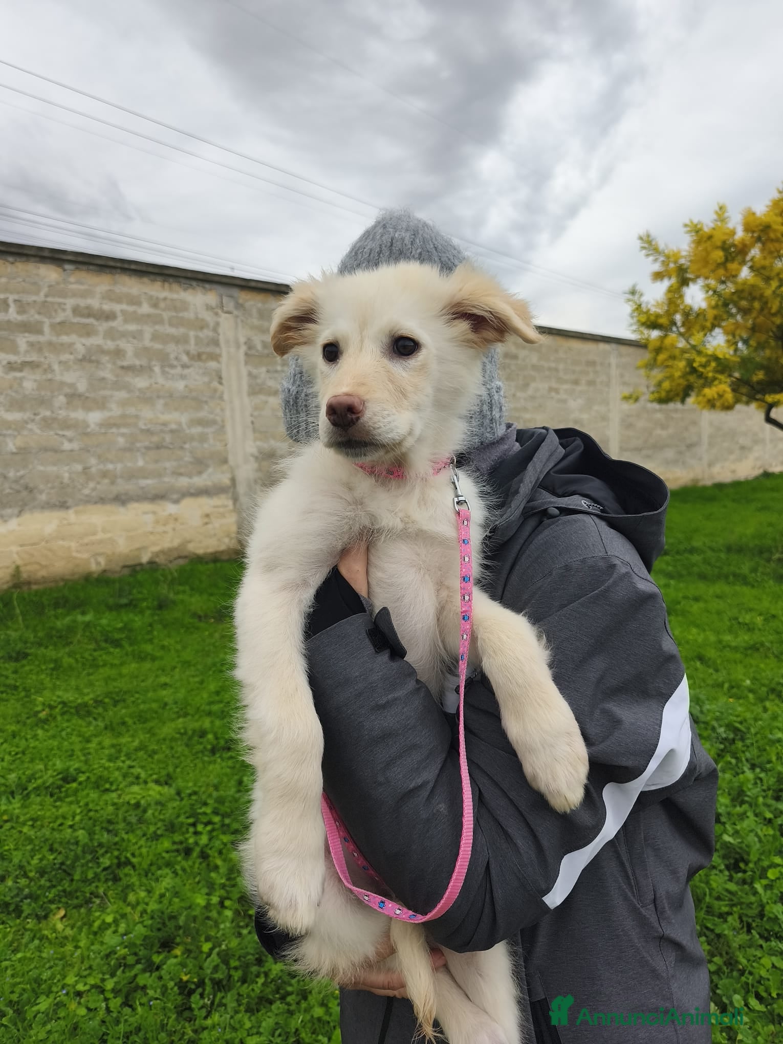 Meticcio cani Ninfa, la cucciola rimasta sola - Annuncio 3