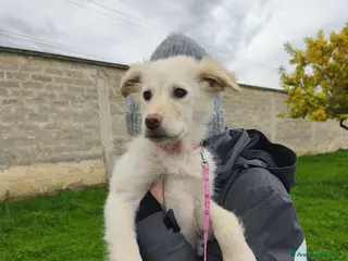 Meticcio cani Ninfa, la cucciola rimasta sola - Annuncio 3