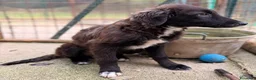 Setter Inglese cani in regalo: ADOTTA IL BELLISSIMO YUKI a Città Metropolitana di Bologna - Annuncio 3