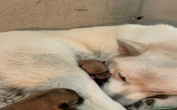 Akita Inu cani in vendita: Cuccioli Akita Inu a Provincia di Vicenza - Immagine 6