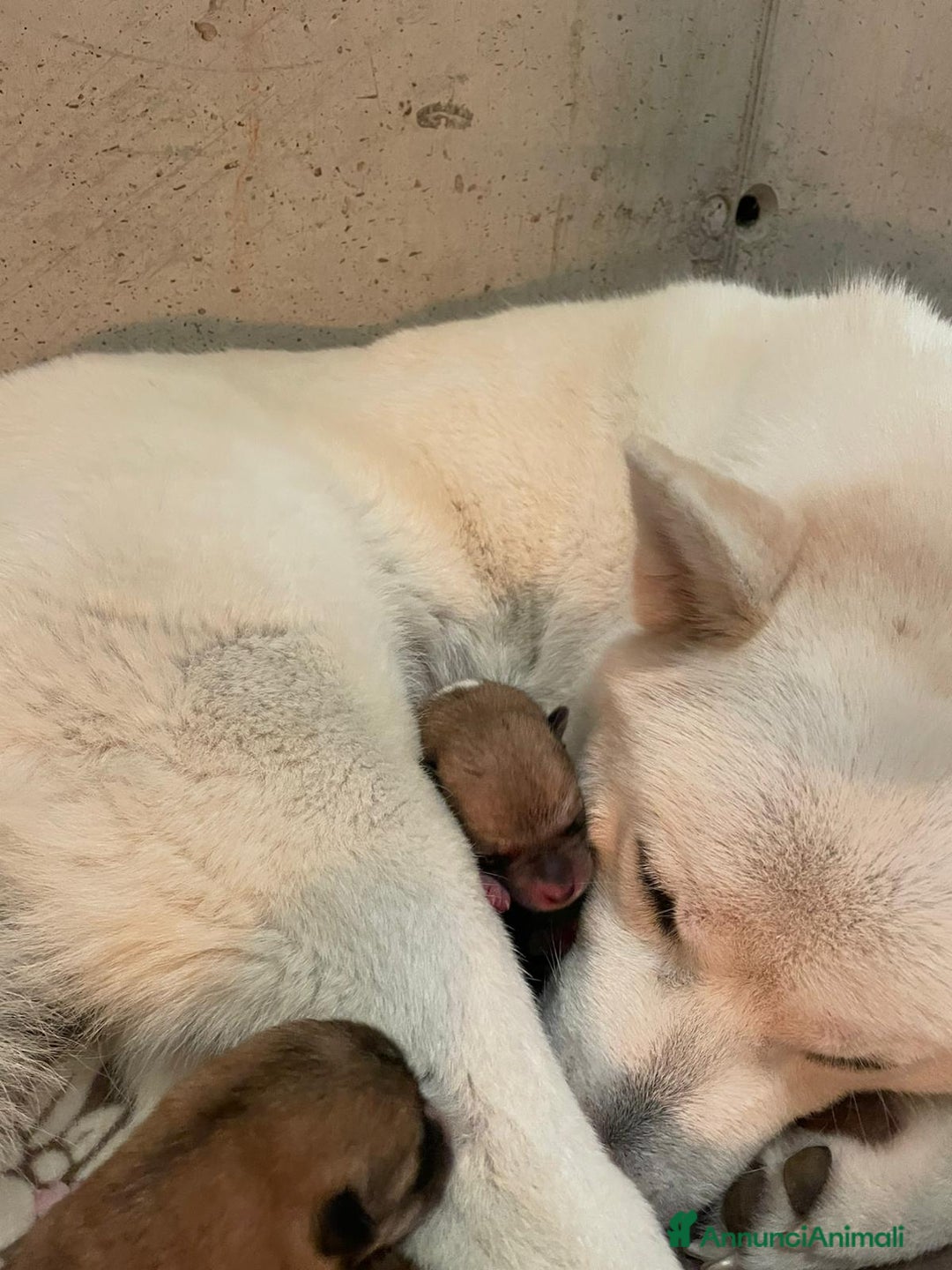 Akita Inu cani in vendita: Cuccioli Akita Inu a Provincia di Vicenza - Immagine 6