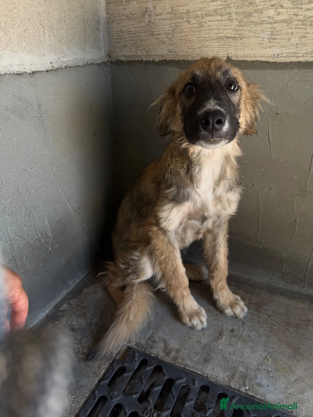 Meticcio cani in regalo: Toto  a Provincia di Pordenone - Annuncio 3