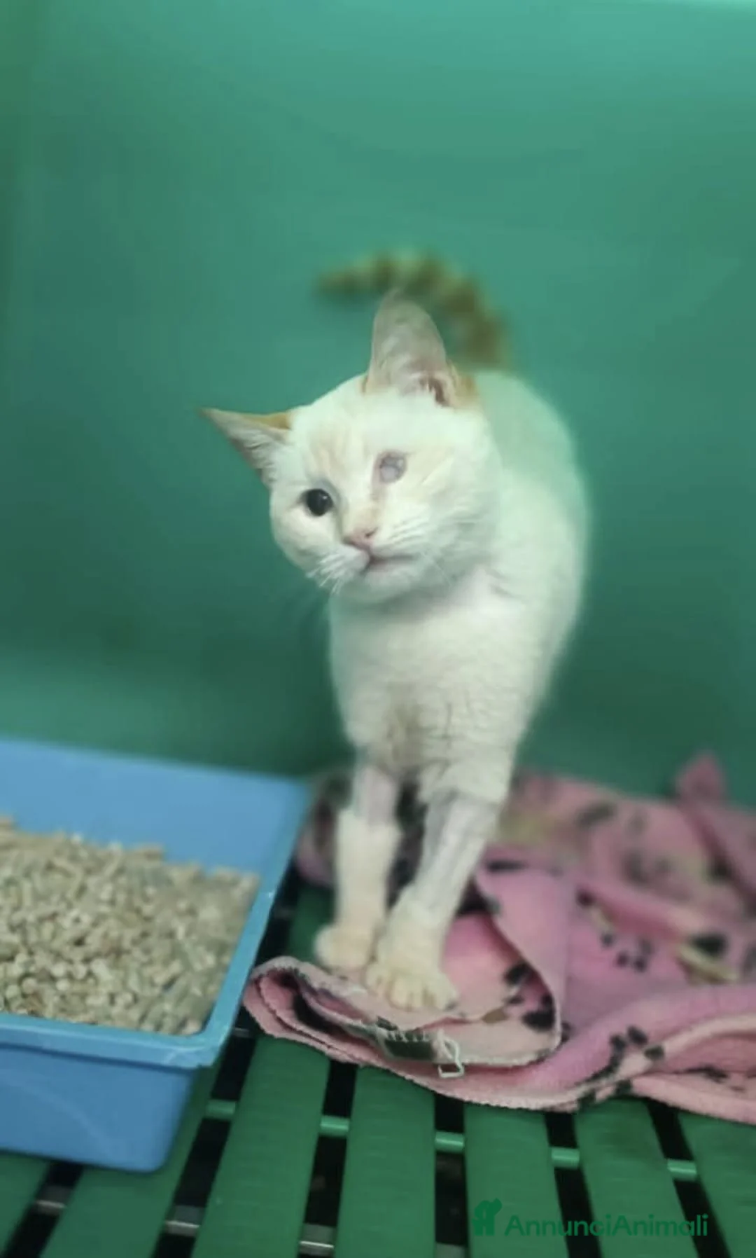 Meticcio gatti in regalo: LUCILLA gattina cieca 3 mesi cerca casa  - Annuncio 5