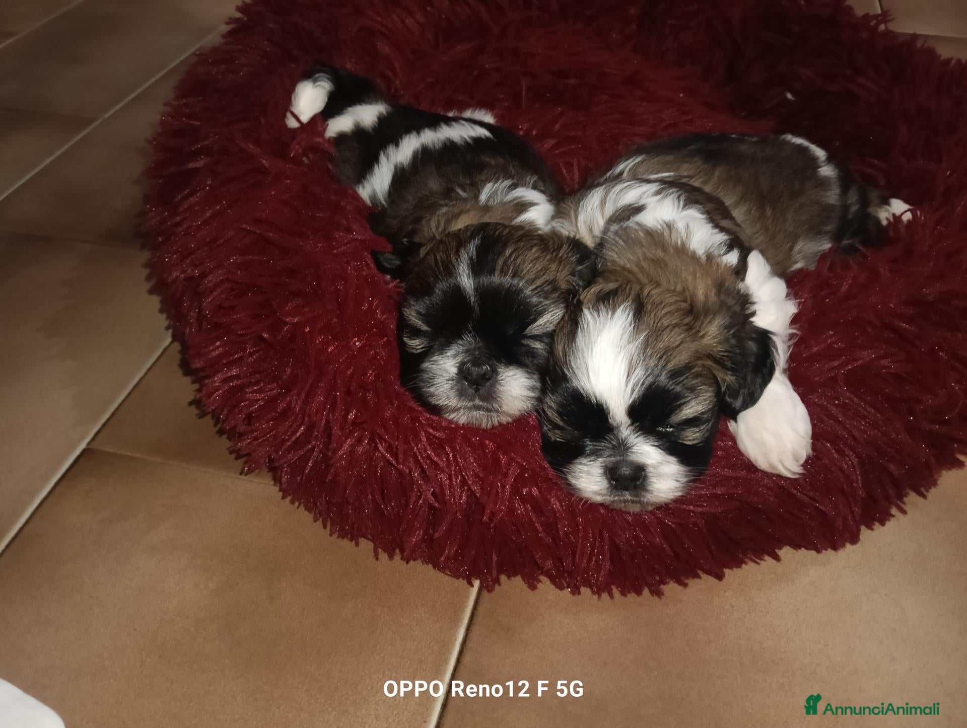 Shih Tzu cani in vendita: 3 belli maschietti di Shih tzu  - Annuncio 1