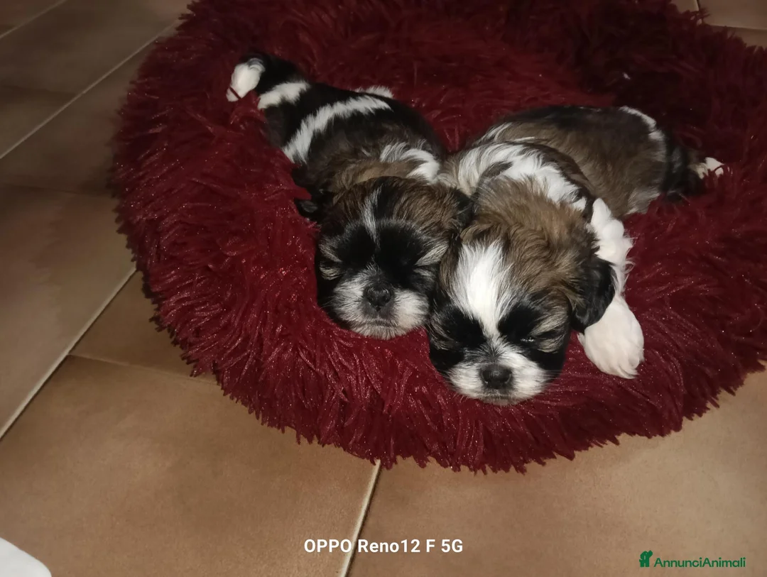 Shih Tzu cani in vendita: 3 belli maschietti di Shih tzu  - Annuncio 1