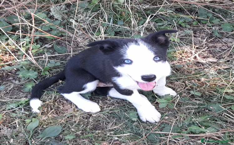 Border Collie cani a Provincia di Modena - Annuncio 1