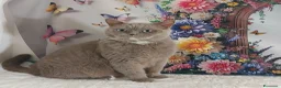 British gatti in vendita: British Shorthair Gerry  - Annuncio 5