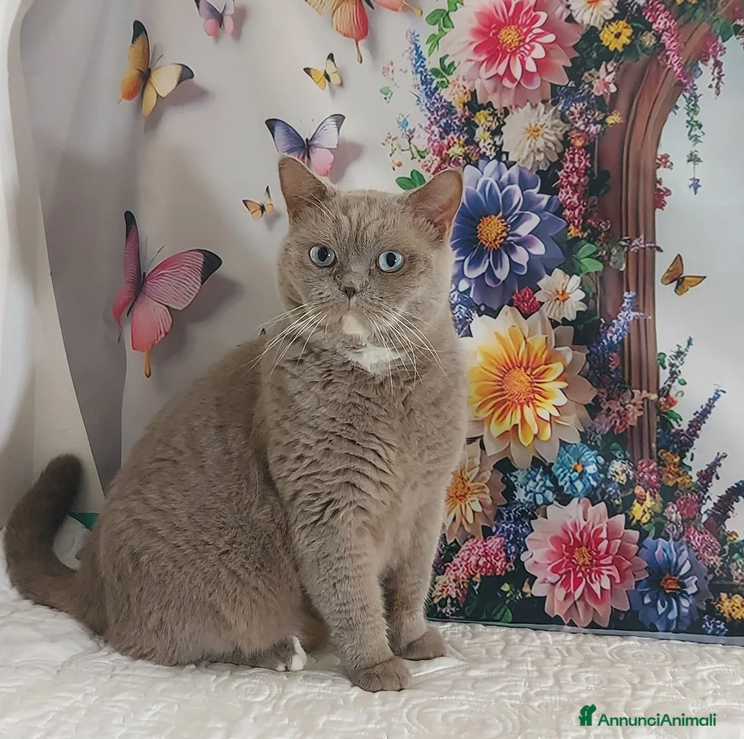 British gatti in vendita: British Shorthair Gerry  - Annuncio 5