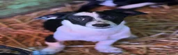 Meticcio cani in regalo: FLORIA e FANA, sorelline a macchioline! TG PICCOLA - Annuncio 5