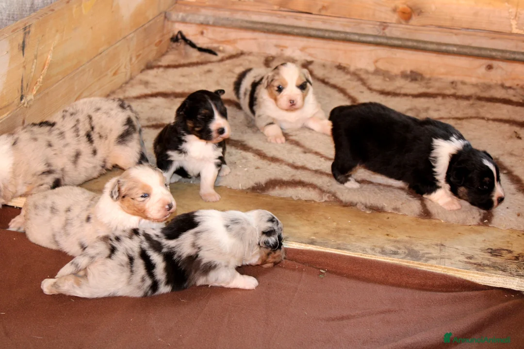 Immagine della galleria {{count}}