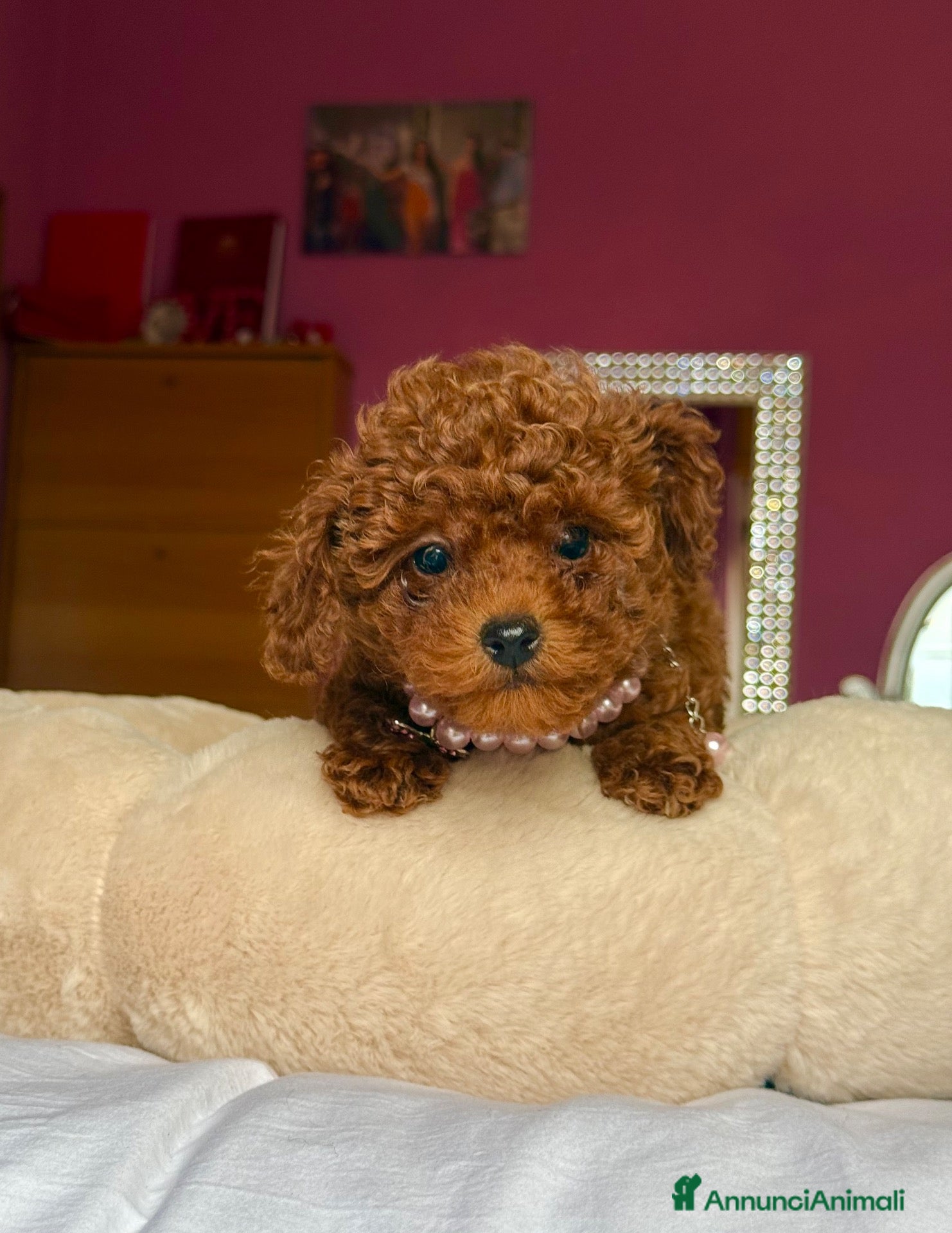 Barboncino Toy cani Barboncina toy red  - Annuncio 2
