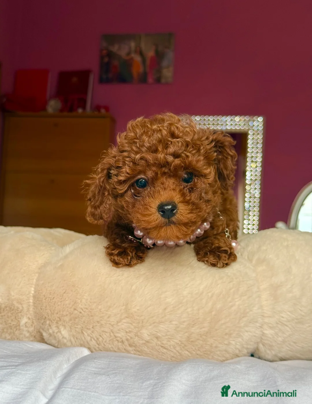 Barboncino Toy cani in vendita: Barboncina toy red  - Annuncio 2