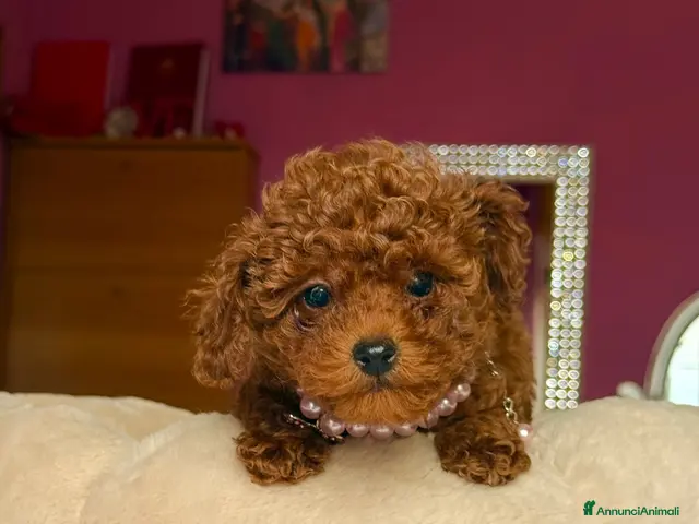 Barboncino Toy cani in vendita: Barboncina toy red - Annuncio 2