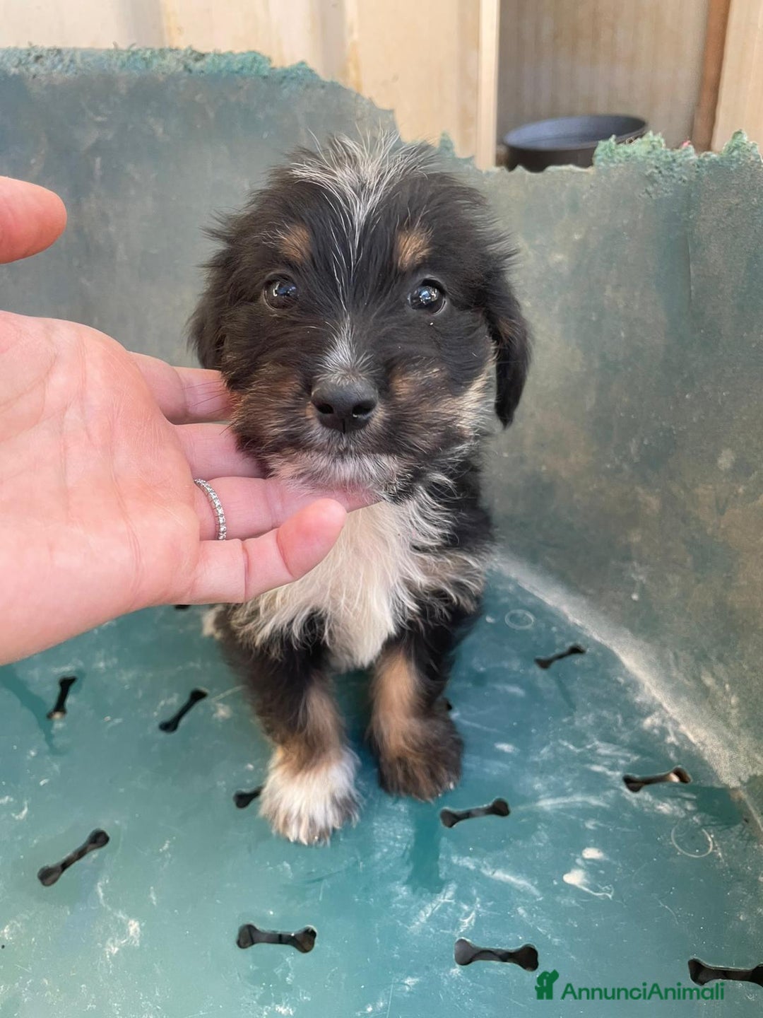 Meticcio cani in regalo: ZAFFIRO DIAMANTE SMERALDO TOPAZIO - Annuncio 1
