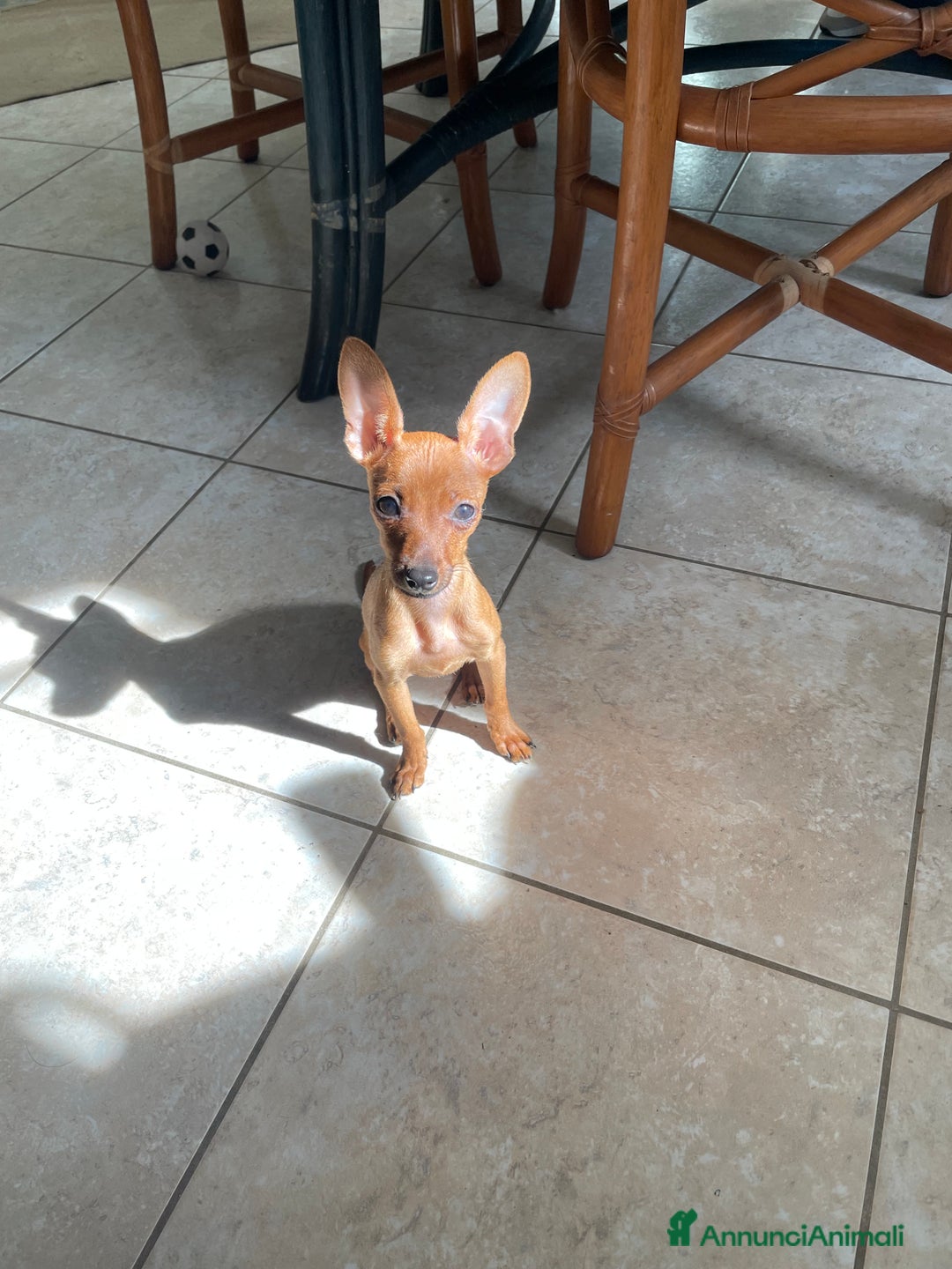 Pinscher Miniatura cani in vendita: Pinscher taglia toy - Annuncio 10