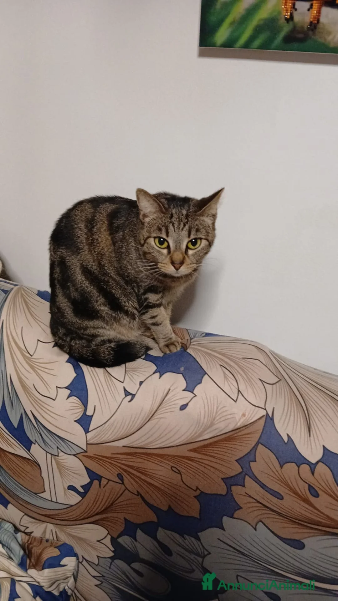 Meticcio gatti in regalo: Vicini di due mesi in cerca di casa - Annuncio 2