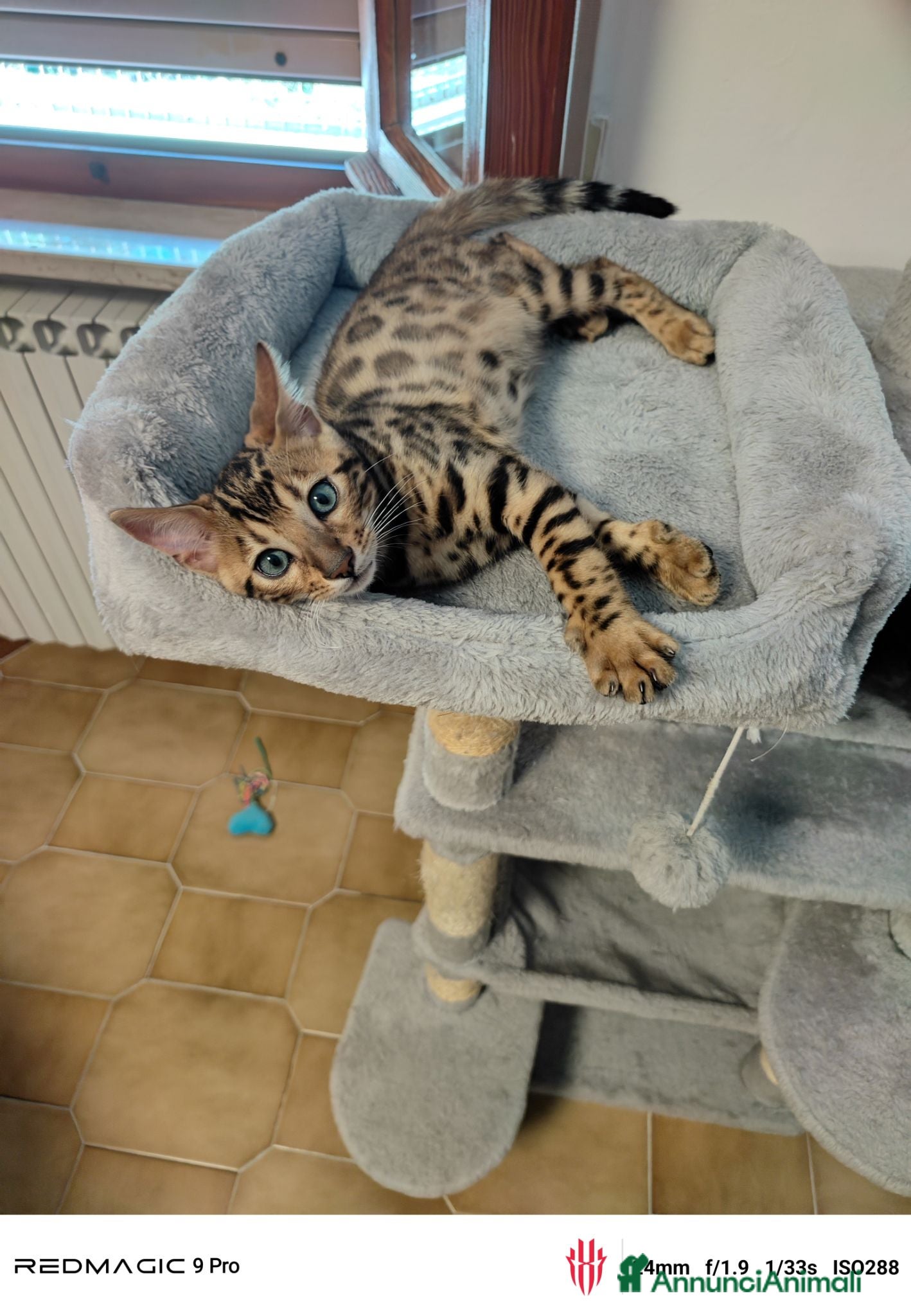 Bengala gatti Bengala  - Annuncio 2