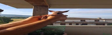 Sphynx 1