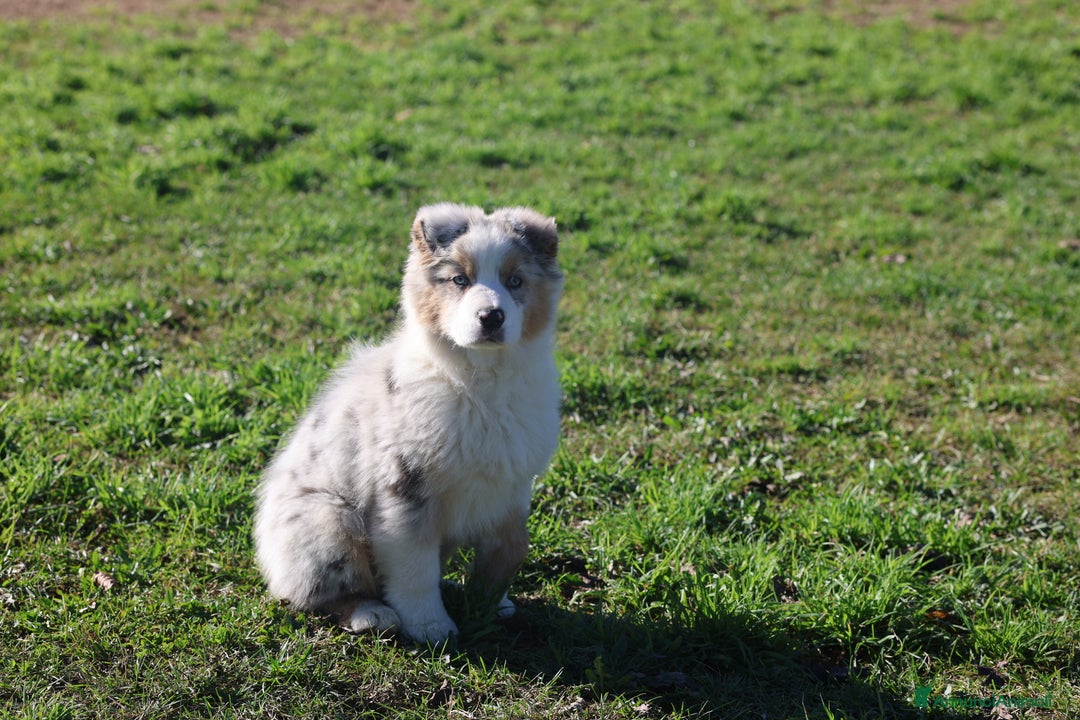 Australian Shepherd cani in vendita: Cucciolo di pastore australiano  - Annuncio 4