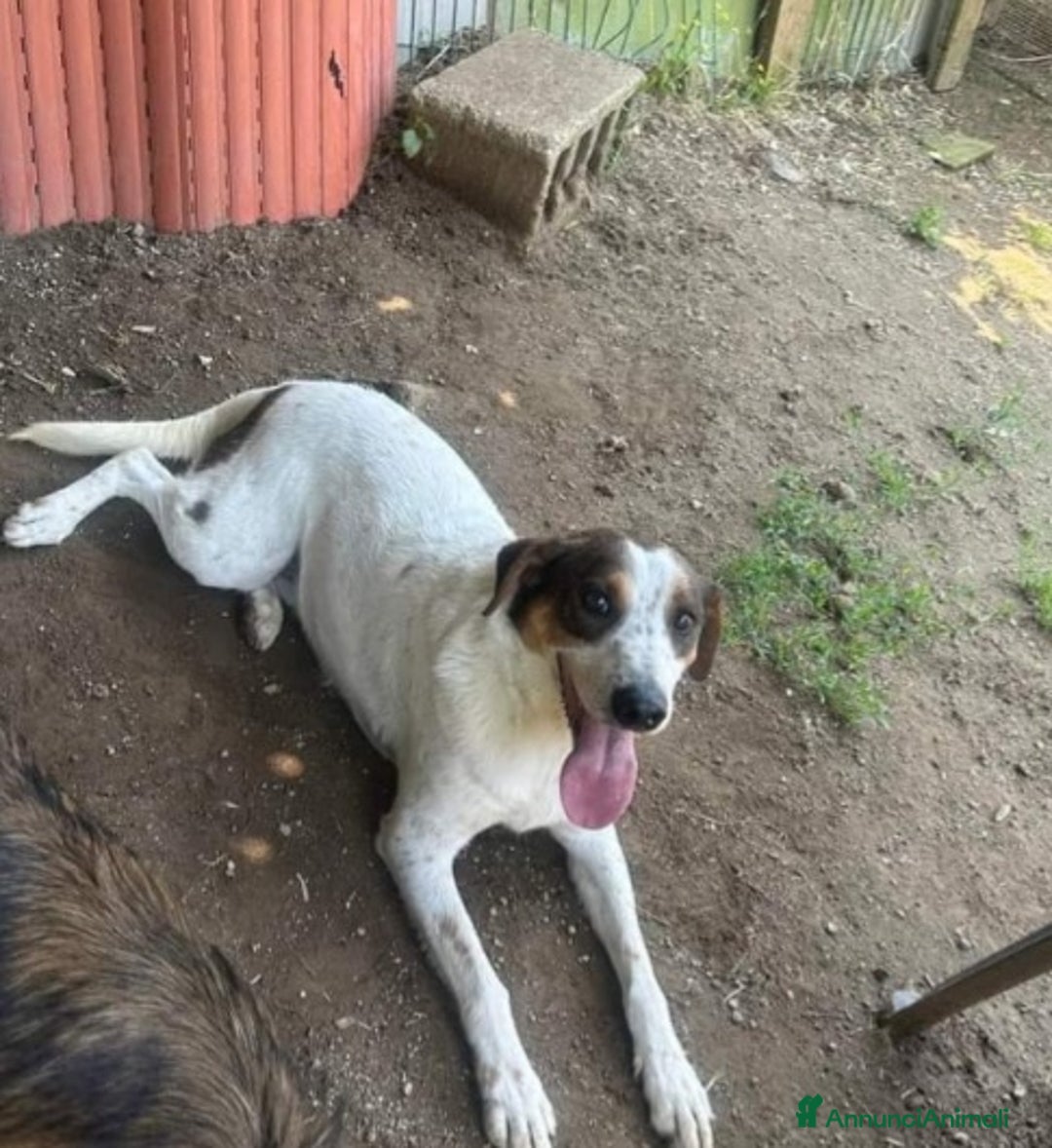 Meticcio cani in regalo: 4anni INVISIBILE E DIMENTICATO IN RUFUGIO.NAPOLI a Città Metropolitana di Milano - Annuncio 4