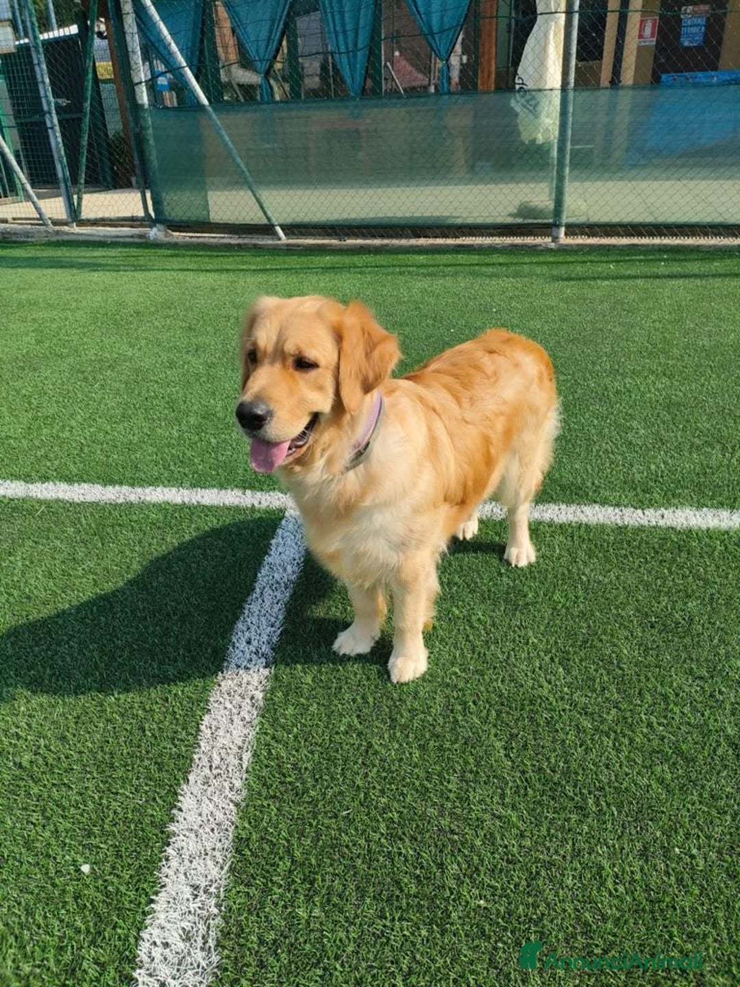Golden Retriever cani in vendita: Golden retriever  - Annuncio 2