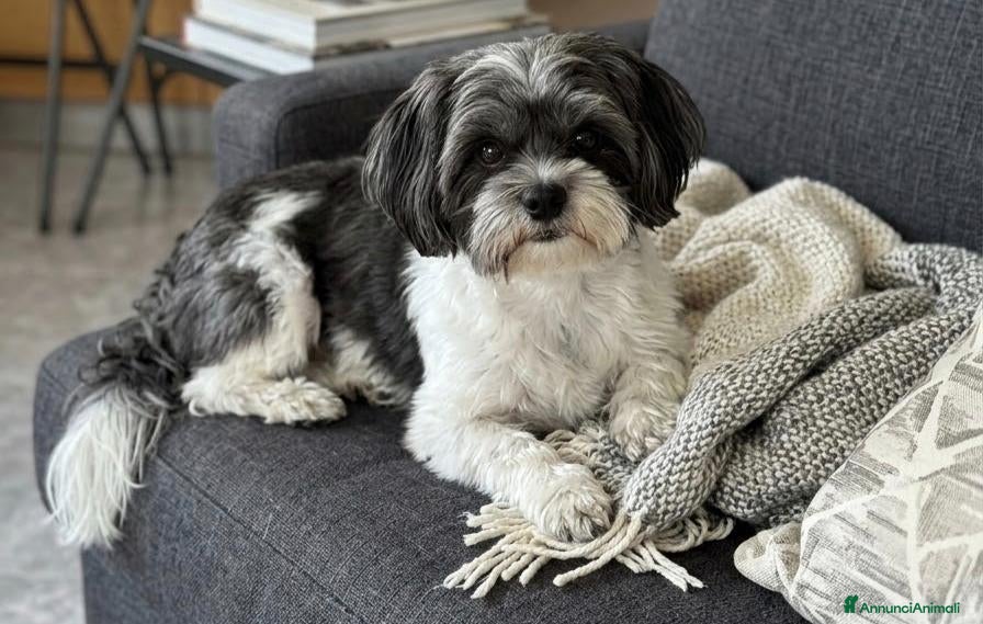 Shih Tzu cani Femmina Shih Tzu 18 mesi - Annuncio 1