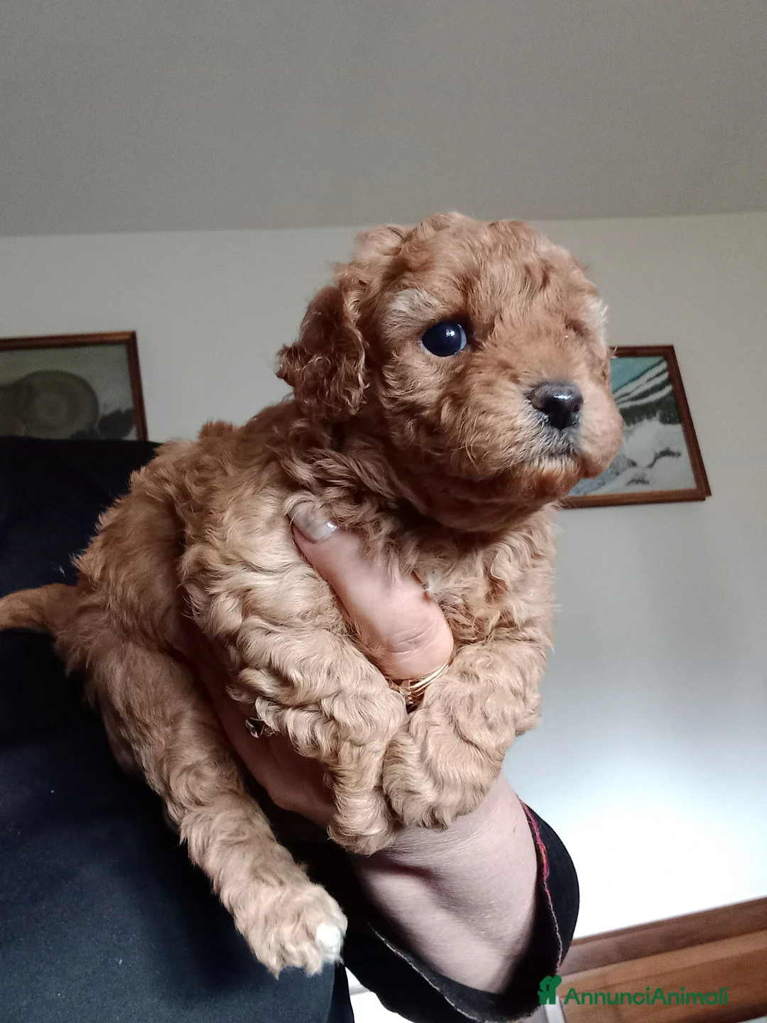 Maltipoo cani in vendita: Maltipo  a Provincia di Forlì-Cesena - Annuncio 1