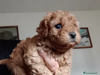 Maltipoo cani Maltipo a Provincia di Forlì-Cesena - Annuncio 12