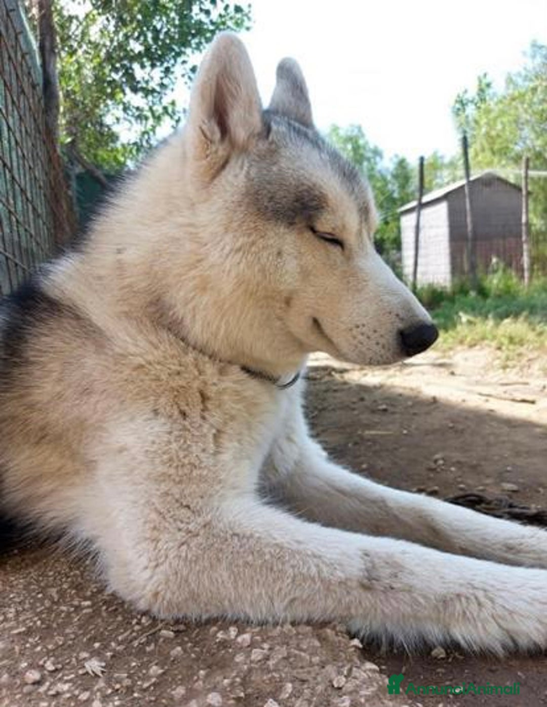 Husky cani per accoppiamento: Cerco femmina di Husky per accoppiamento(pedigree) a Città Metropolitana di Napoli - Immagine 3