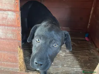 Meticcio cani MI ADOTTI? SONO IL DOLCE SIMON a Provincia di Padova - Annuncio 11