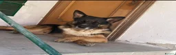 Meticcio cani in regalo: Ciao sono Elio a Città Metropolitana di Bologna - Annuncio 2