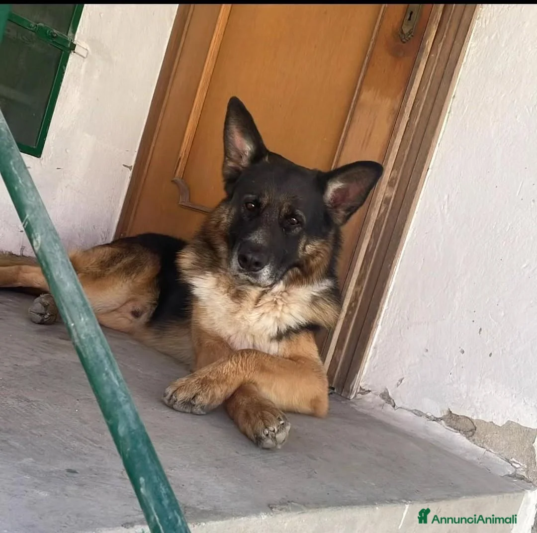 Meticcio cani in regalo: Ciao sono Elio a Città Metropolitana di Bologna - Annuncio 2