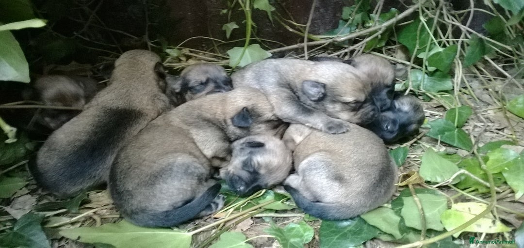 Immagine della galleria {{count}}