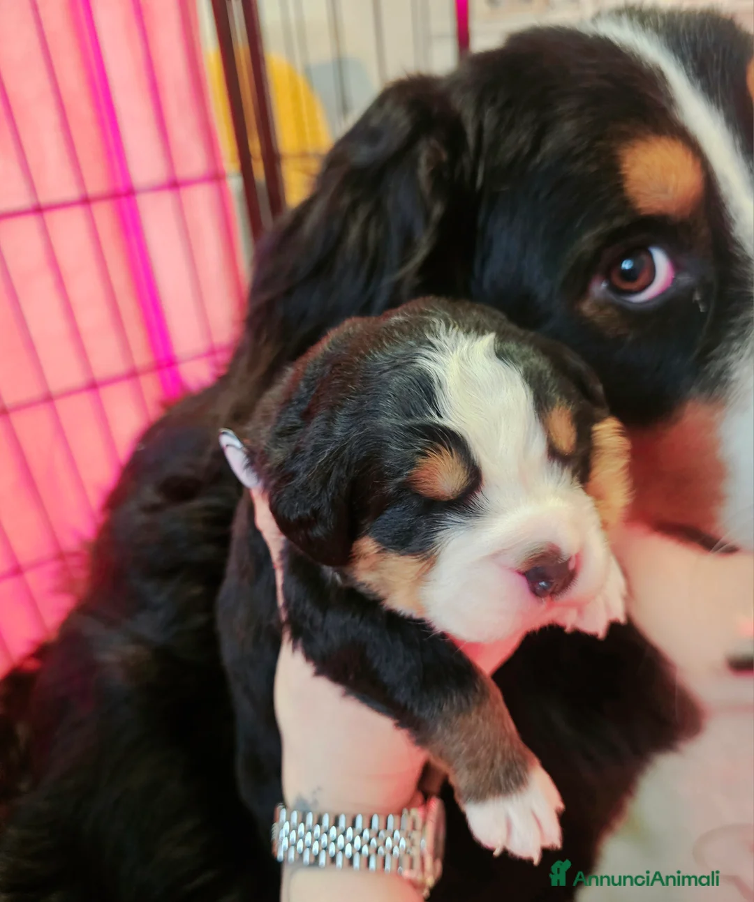 Bovaro del Bernese cani in vendita: Bovaro del bernese cuccioli pedigree Enci - Annuncio 1