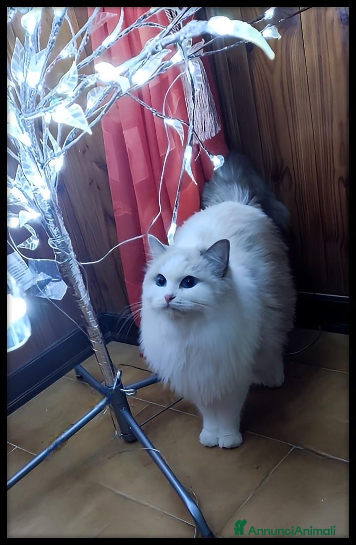 Ragdoll gatti Ragdoll bicolore femmina  - Annuncio 1
