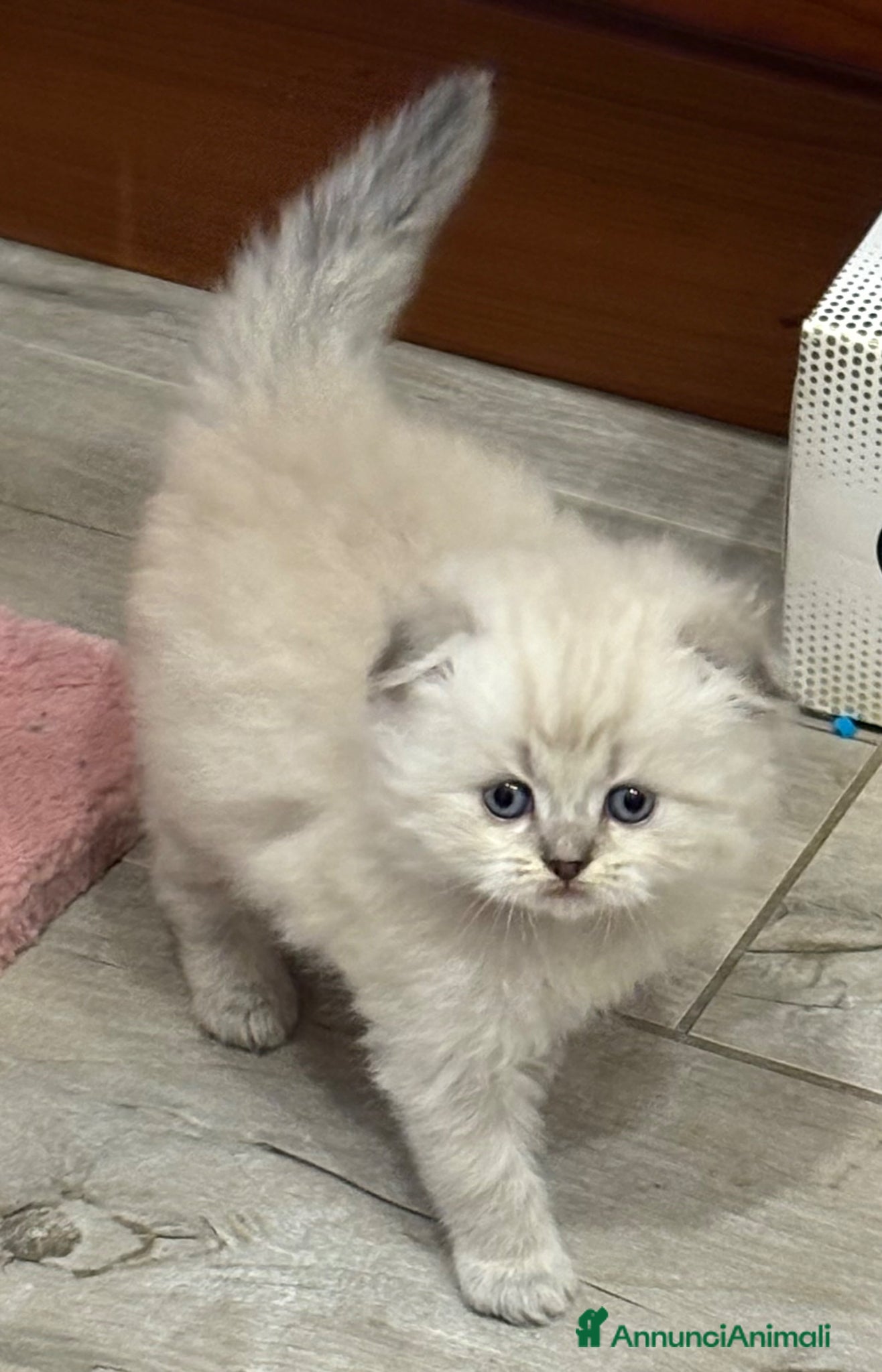 British gatti Scottish fold sthrait  - Annuncio 1