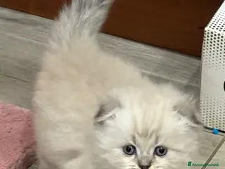 British gatti Scottish fold sthrait - Annuncio 1