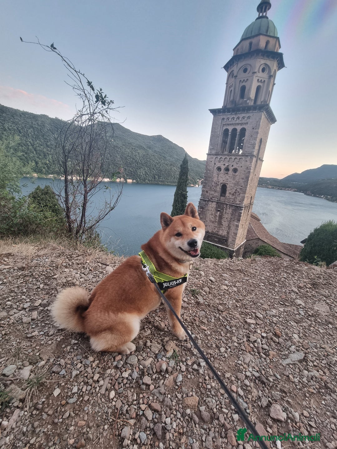 Shiba Inu cani per accoppiamento: Bonzai cerca la sua femminuccia  - Annuncio 3