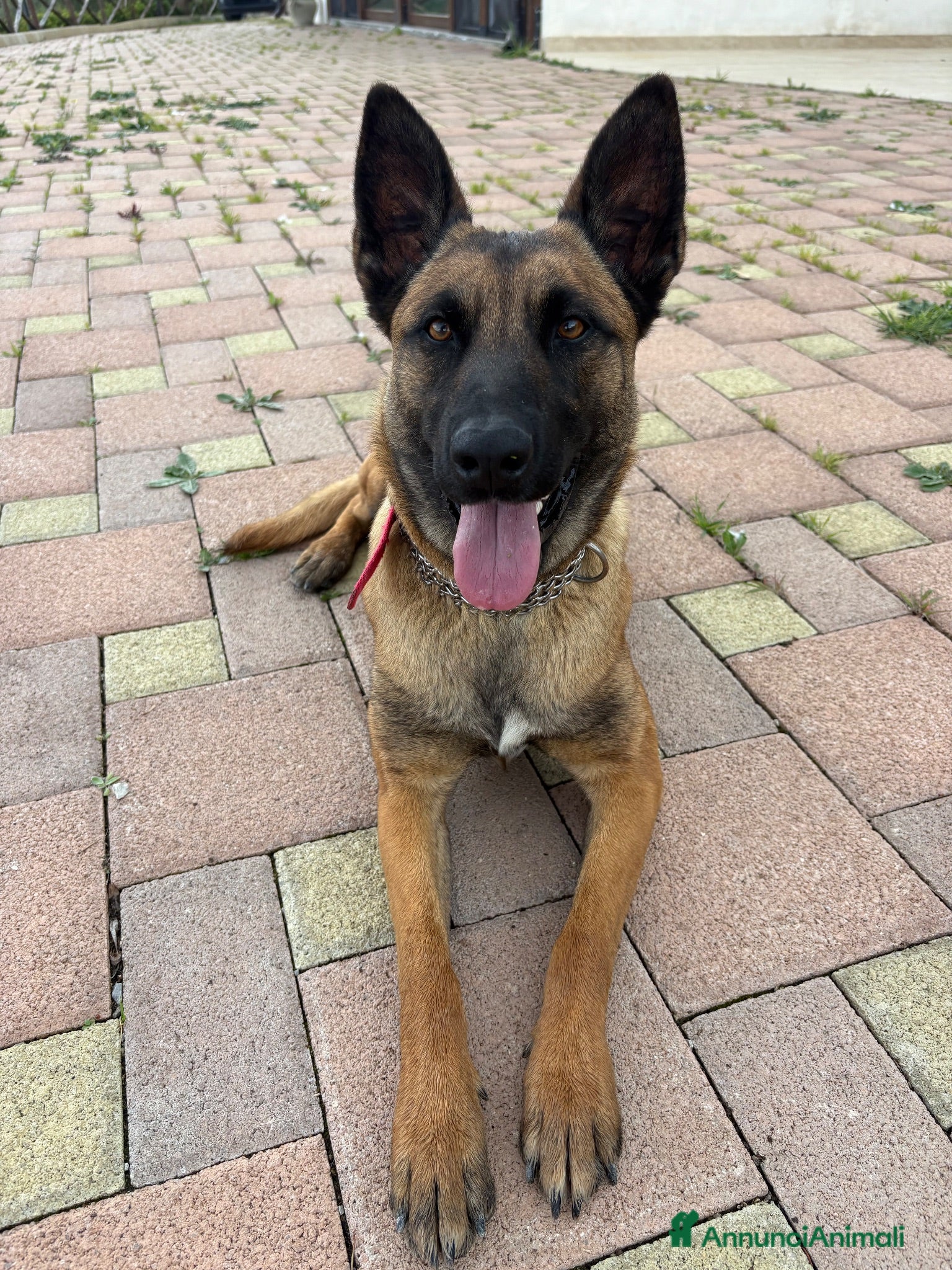 Pastore Belga cani Vendesi cuccioli di Pastore belga malinois - Annuncio 9