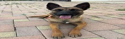 Pastore Belga cani in vendita: Vendesi cuccioli di Pastore belga malinois - Annuncio 1