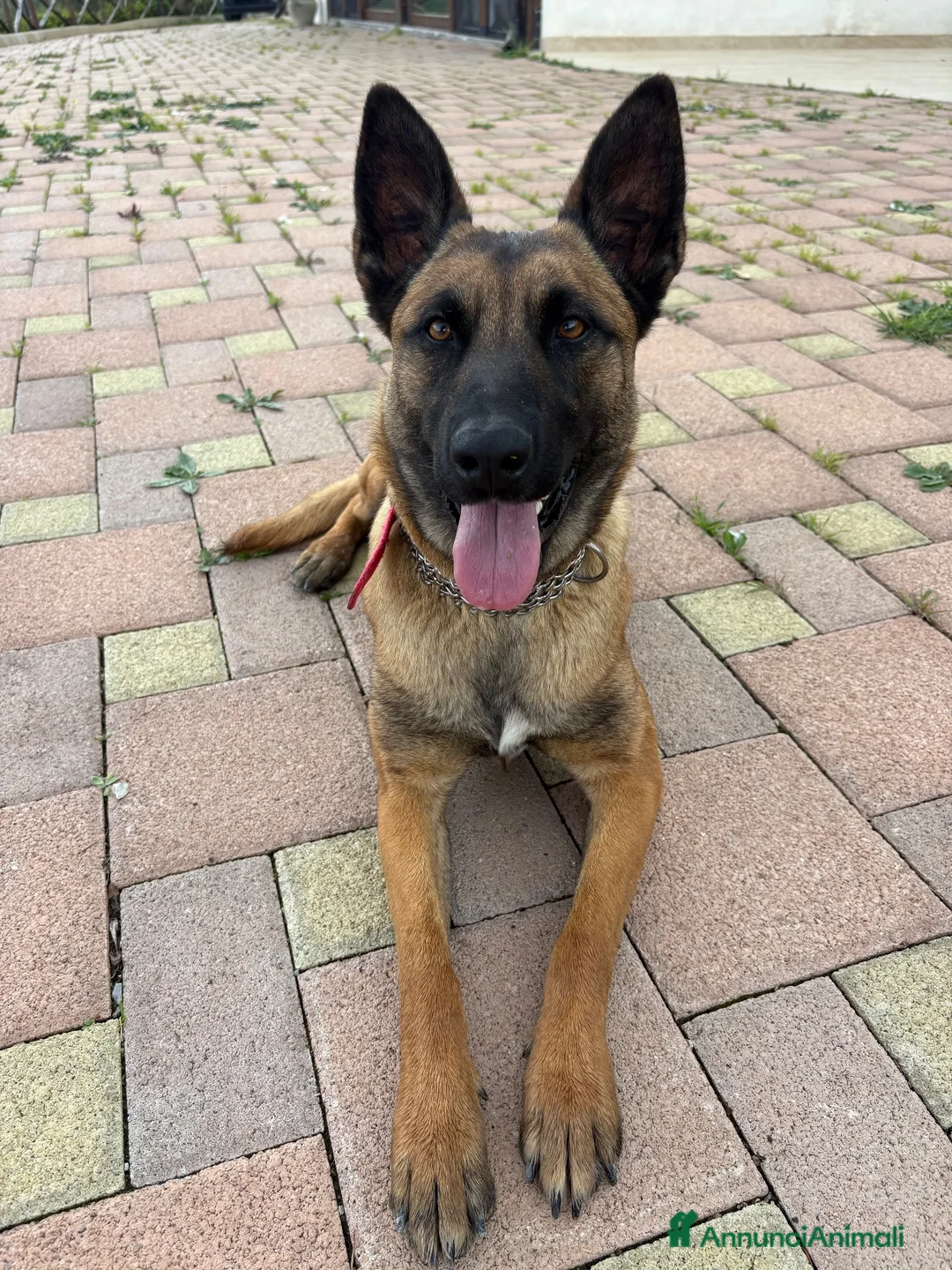 Pastore Belga cani in vendita: Vendesi cuccioli di Pastore belga malinois - Annuncio 1