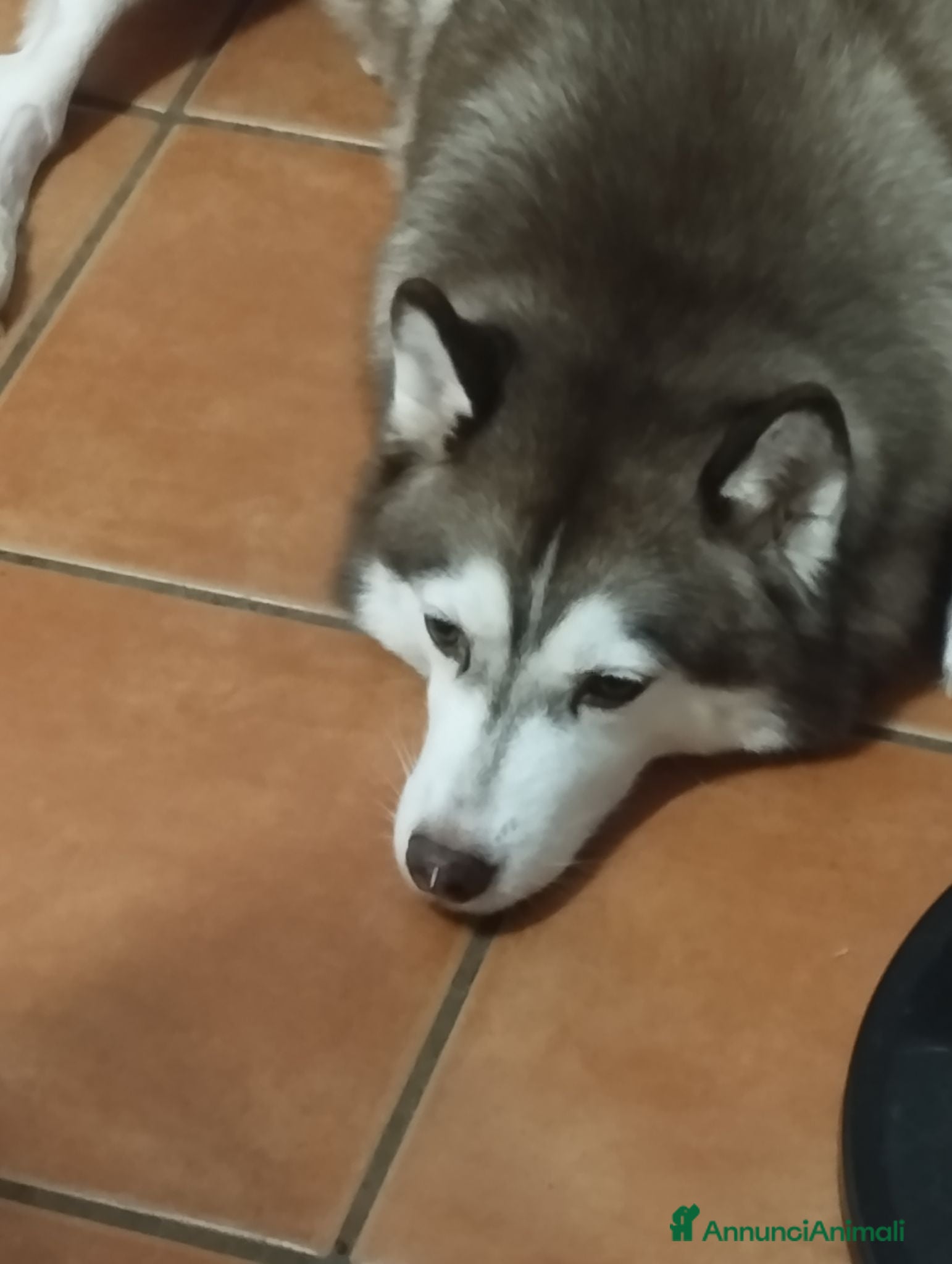 Husky cani Cuccioli di husky  - Annuncio 18